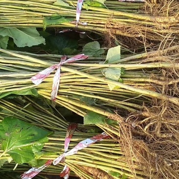 大量供应一二年实生桑树苗价格便宜05起步之1.2桑树苗