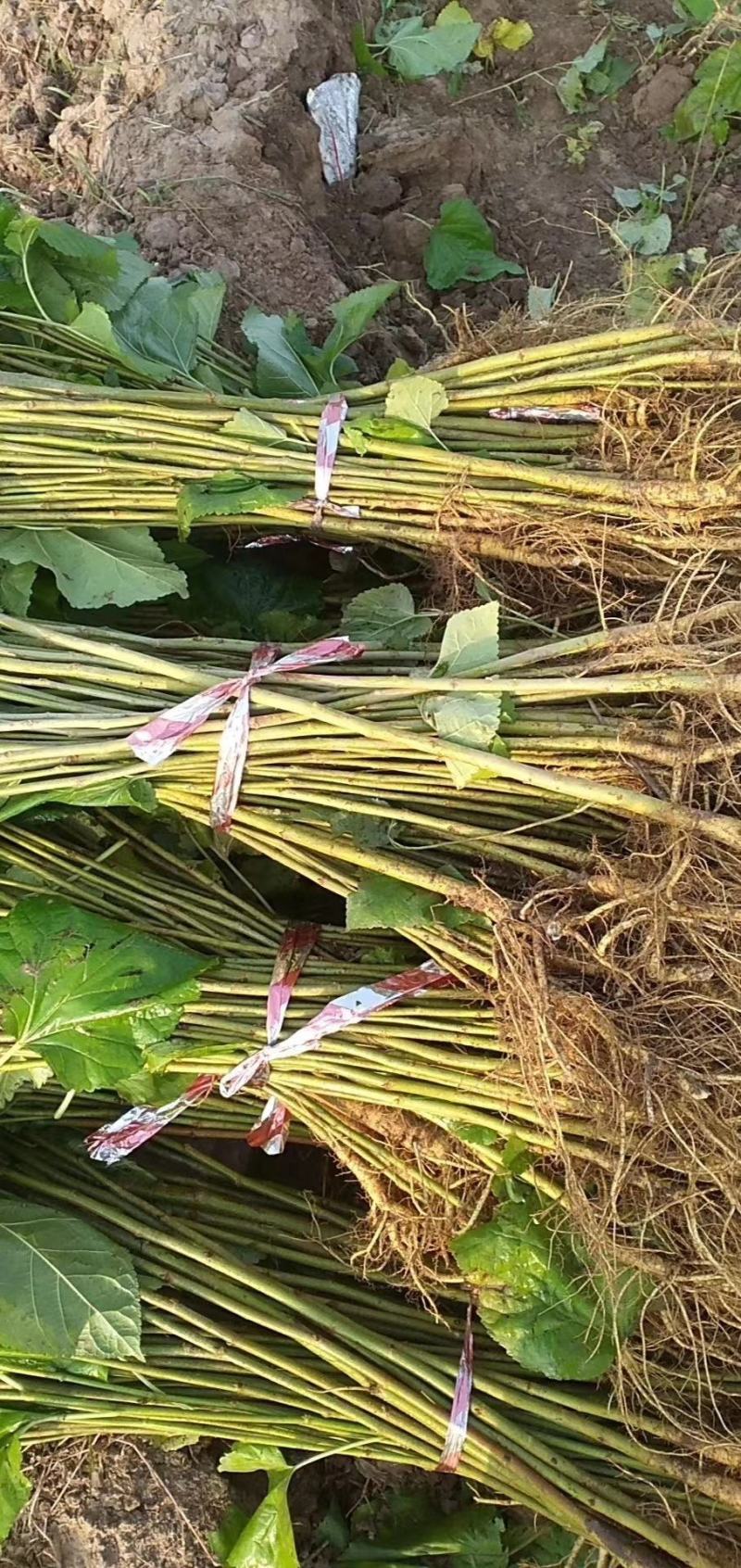 大量供应一二年实生桑树苗价格便宜05起步之1.2桑树苗