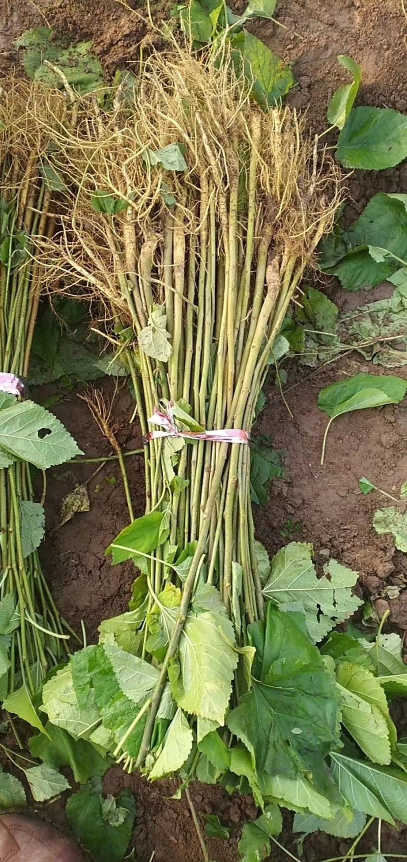 大量供应一二年实生桑树苗价格便宜05起步之1.2桑树苗