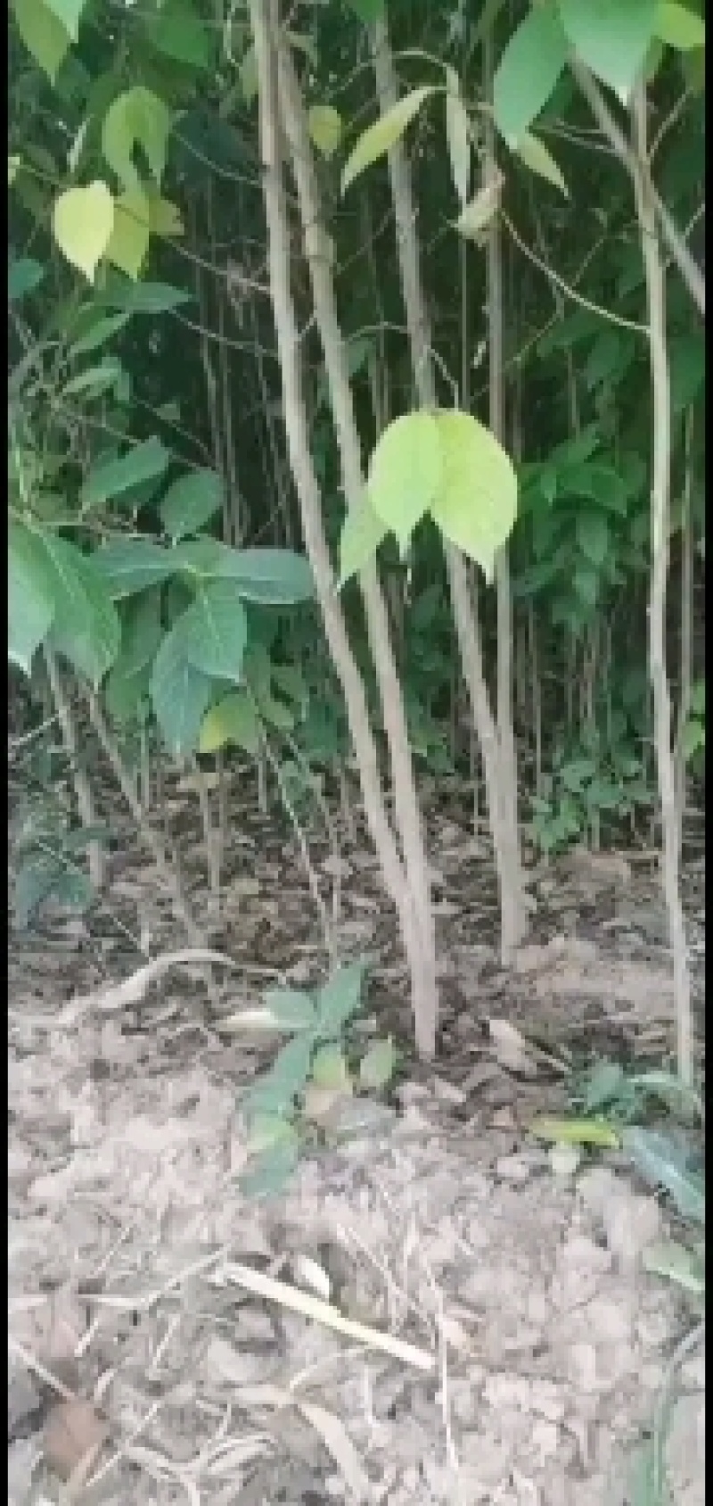 供应地经米径0.5-1-1.2-2-3-公分杜仲苗大量，