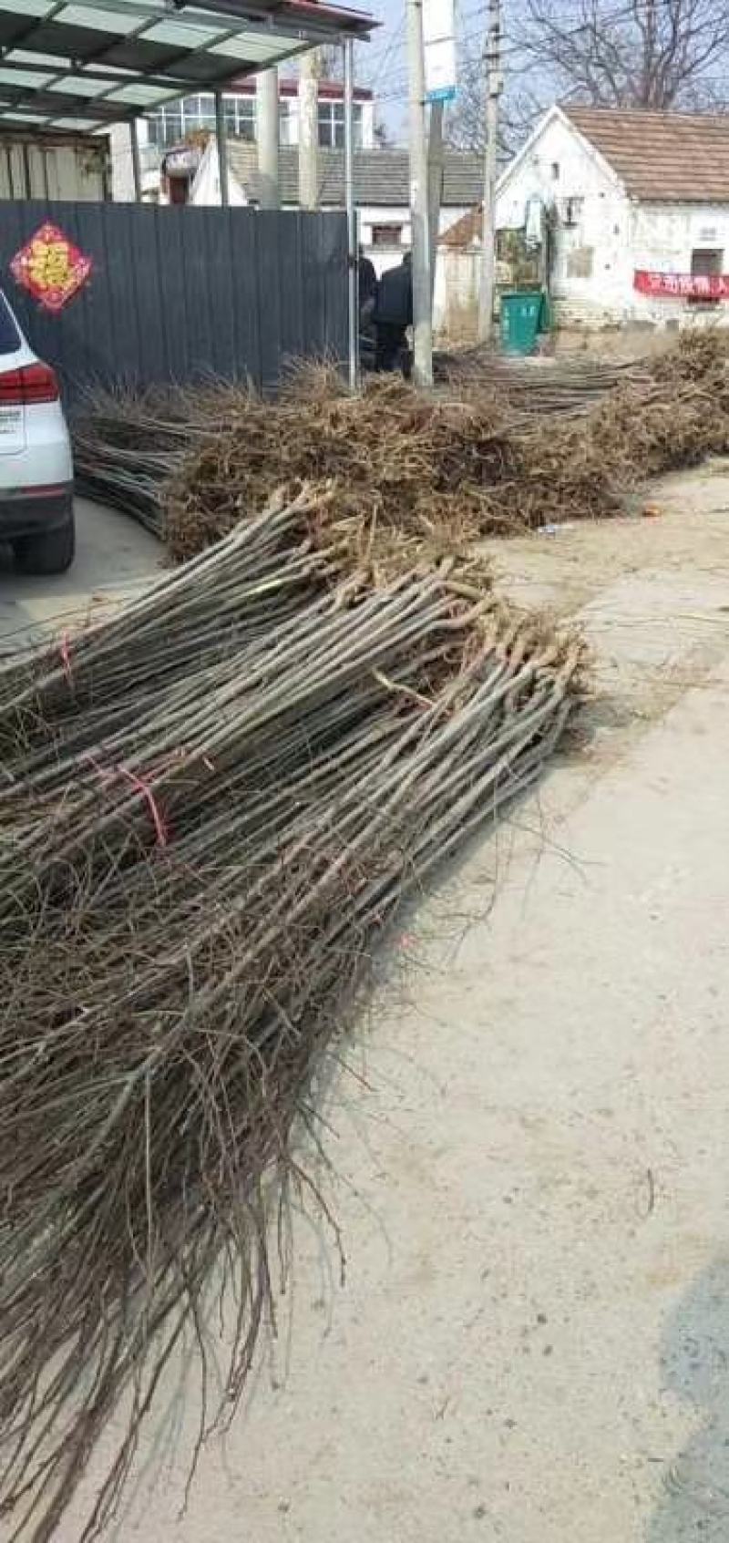 供应5-15公分法桐树苗山西法桐价格优惠