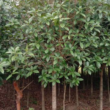 红桂花桂花树苗基地直供无中间商各种规格都现货充足