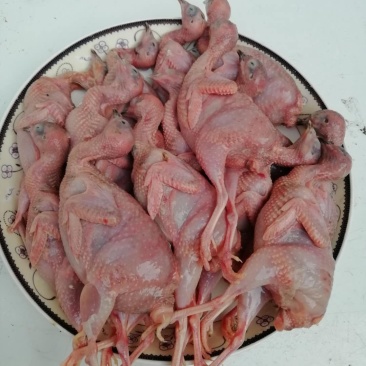 芦丁鸡白条，芦丁鸡肉，商品鸡，舌尖上的养生美味