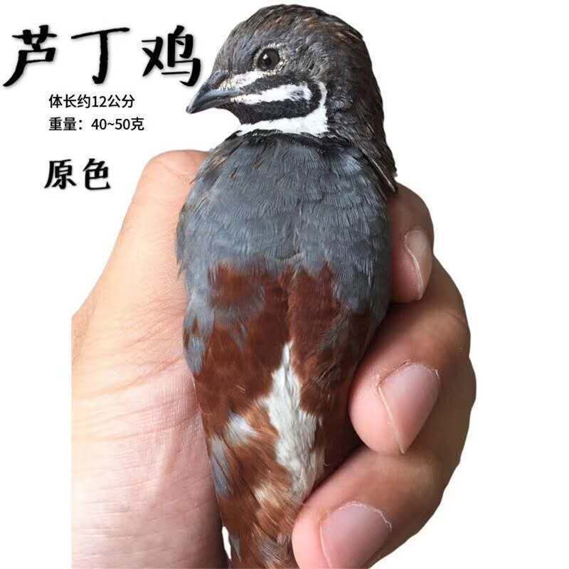 芦丁鸡白条，芦丁鸡肉，商品鸡，舌尖上的养生美味