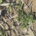【自家种植】长白山人参花6年人参花天然晒干保质保量