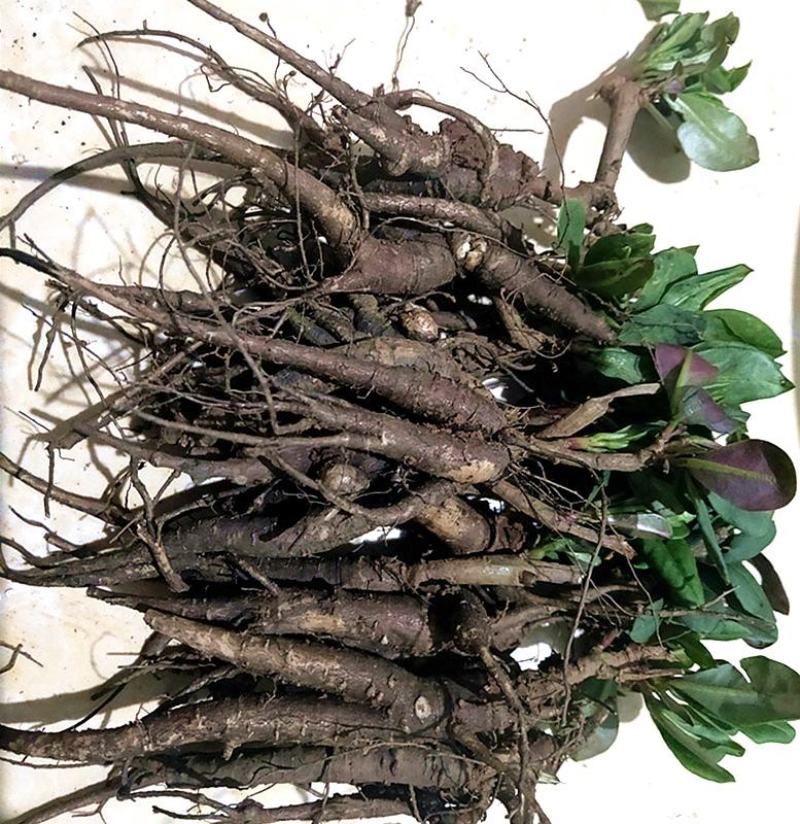 【自家种植】长白山人参花6年人参花天然晒干保质保量