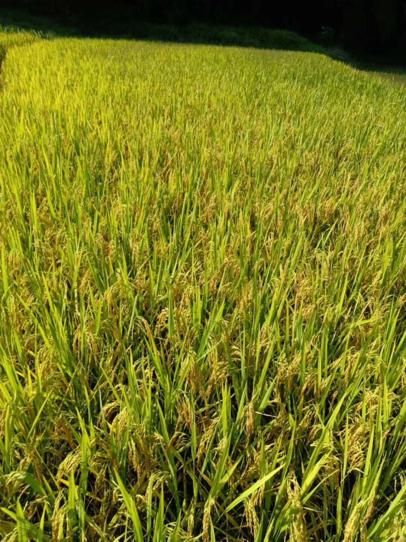 来自农村自家耕种的大米