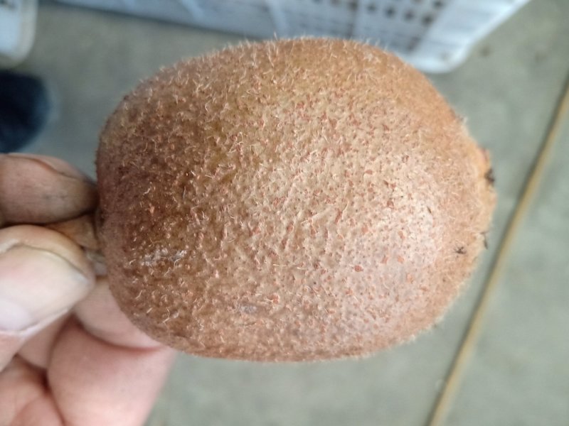 徐香猕猴桃