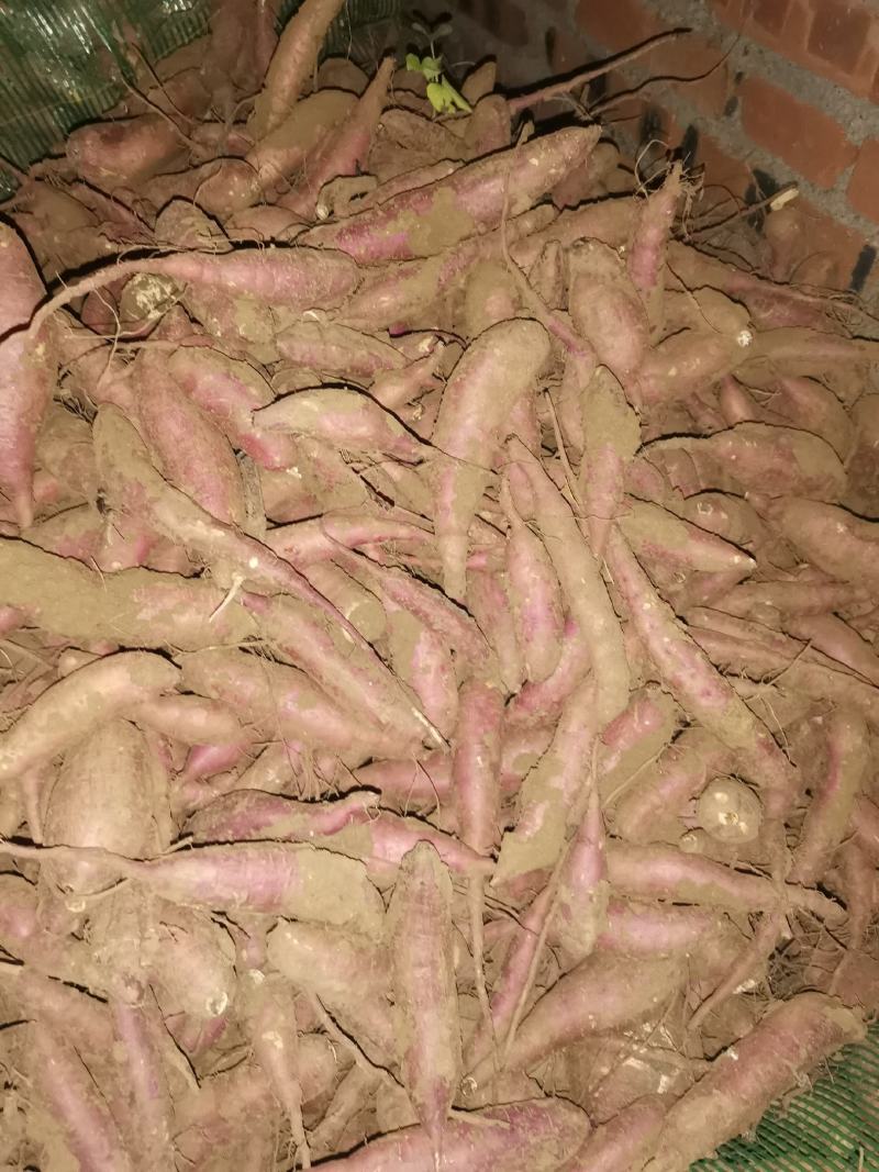 唐山玉田出售板栗红薯