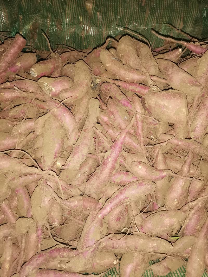 唐山玉田出售板栗红薯