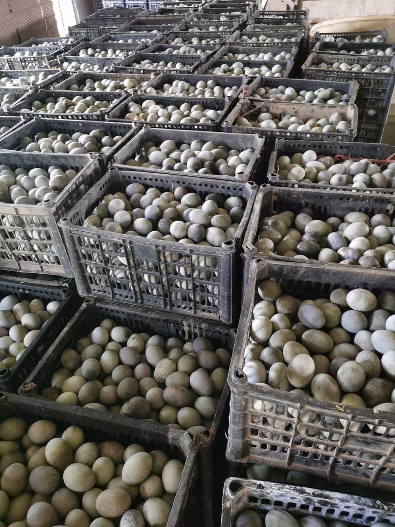 江西松花蛋皮蛋常年批发松花蛋鸭蛋，质量可靠，一手货源