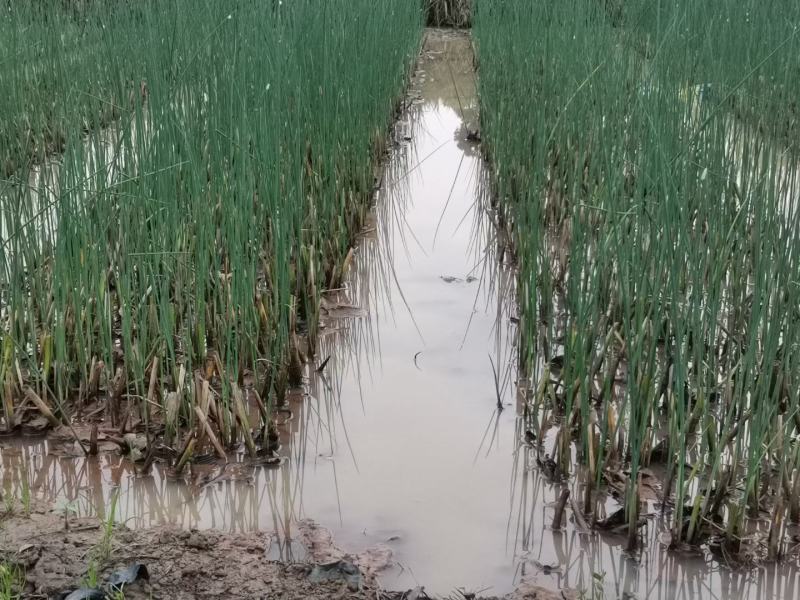 基地直供精品工程用水生植物水葱