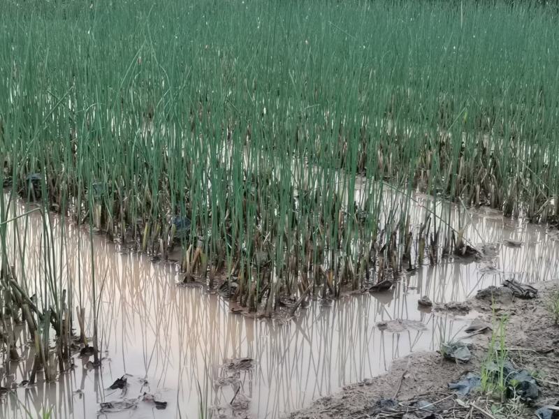 基地直供精品工程用水生植物水葱