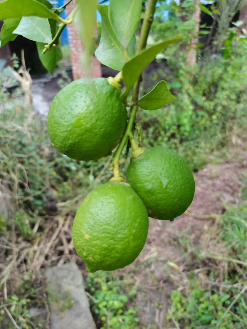 安岳尤力克青柠檬现摘现发颗粒饱满清香皮薄