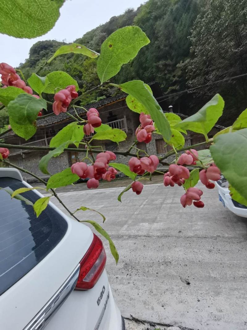 金丝吊蝴蝶和卫矛，金丝吊蝴蝶可以嫁接卫矛