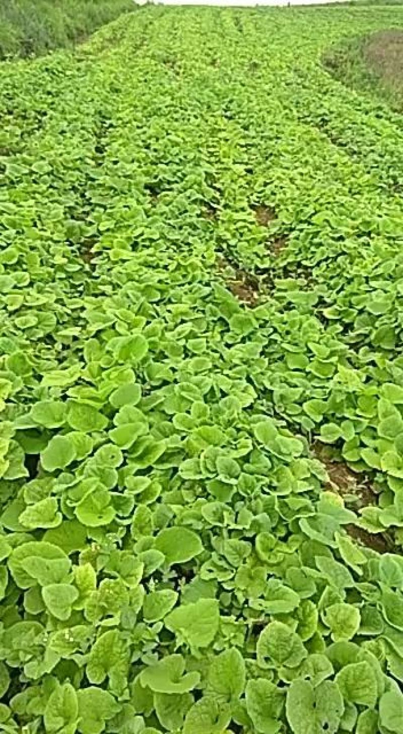 基地直供300万木香苗热销