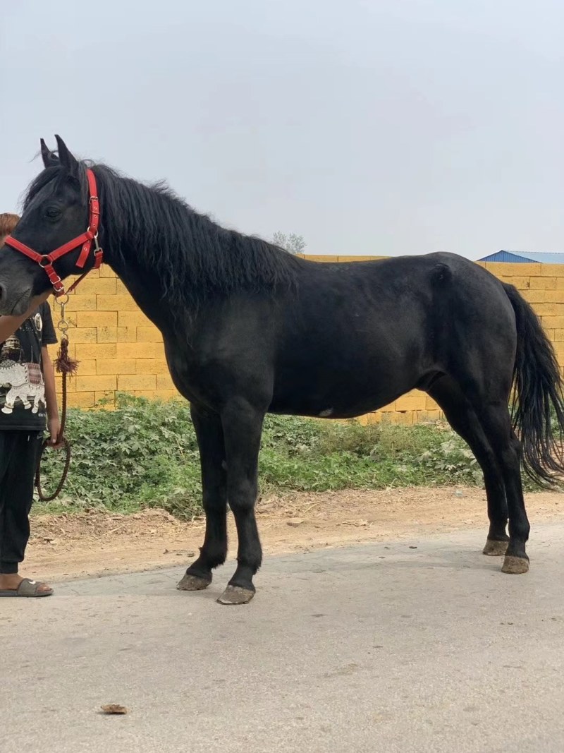 骑乘马蒙古马阿拉伯马半血宝马拉车马旅游马干活驮物马