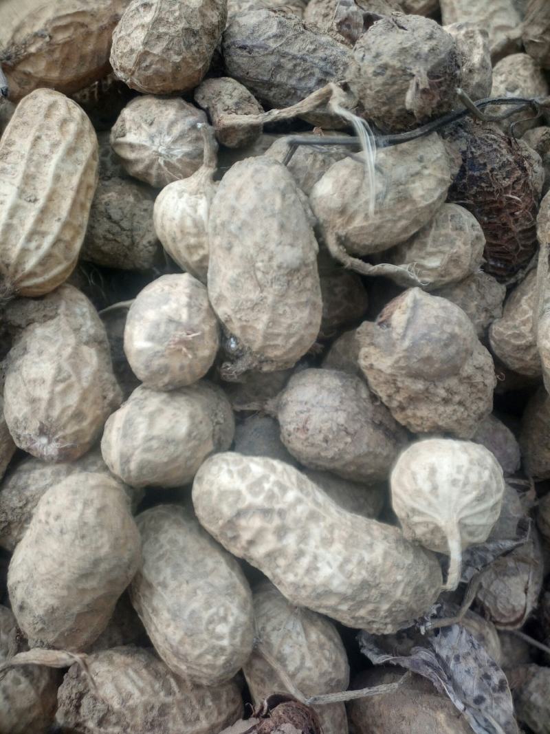 花生，晒干白沙花生，罗汉果花生籽粒饱满可留种，炒货