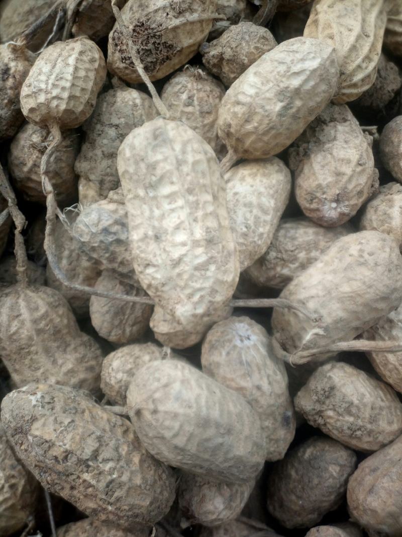 花生，晒干白沙花生，罗汉果花生籽粒饱满可留种，炒货