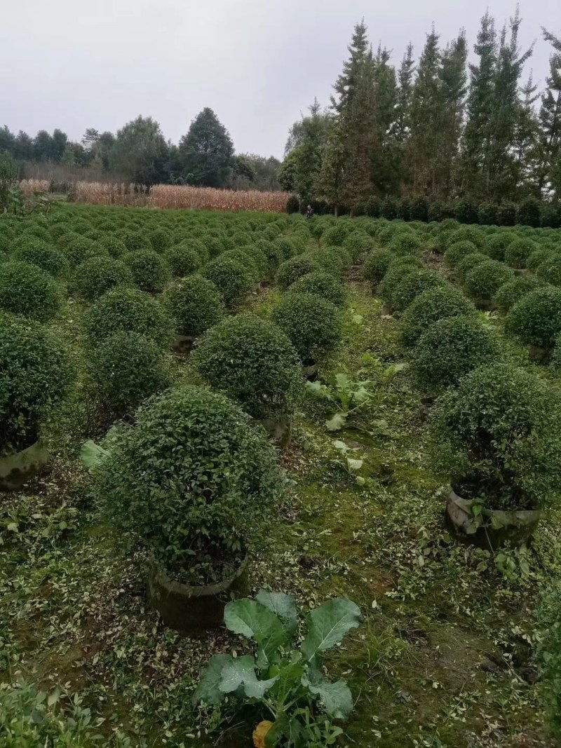 迎春球，袋苗，高60-70公分，成都基地。