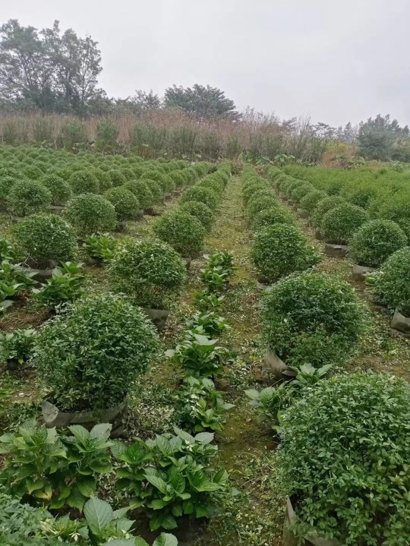 迎春球，袋苗，高60-70公分，成都基地。