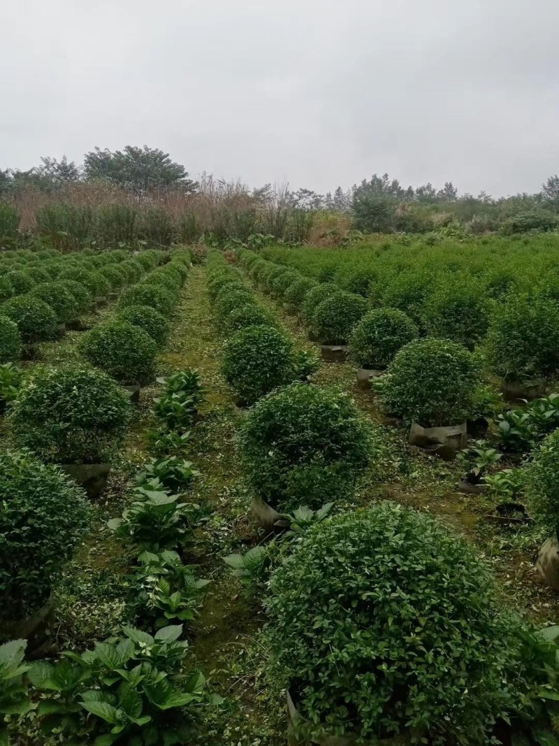 迎春球，袋苗，高60-70公分，成都基地。