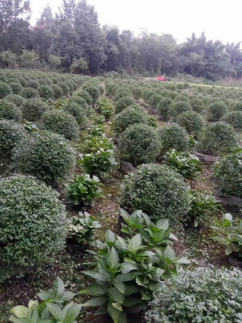 迎春球，袋苗，高60-70公分，成都基地。