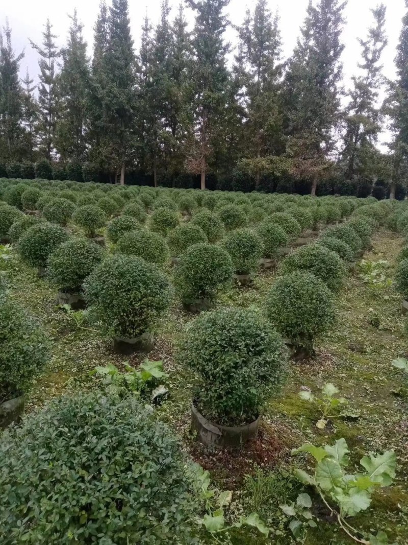 迎春球，袋苗，高60-70公分，成都基地。