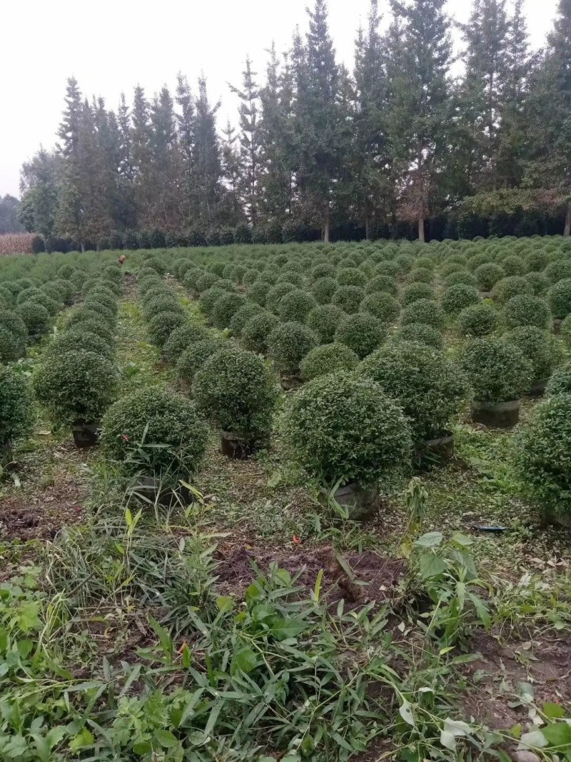 迎春球，袋苗，高60-70公分，成都基地。