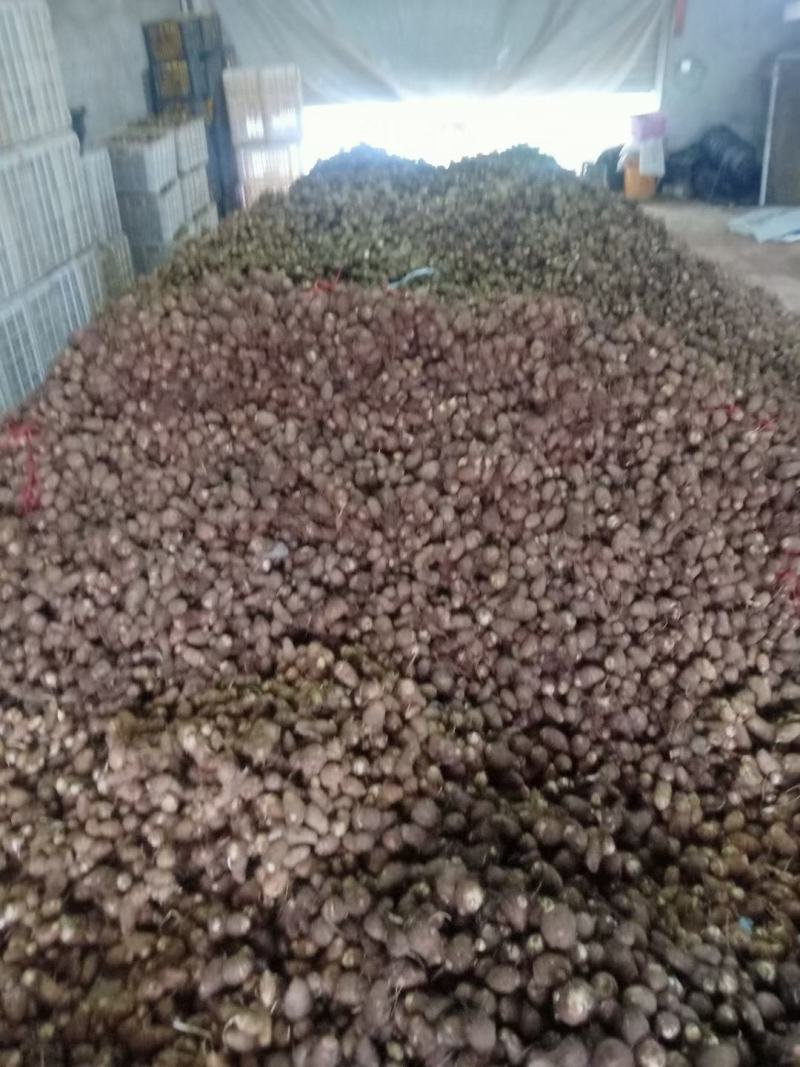 山东芋头产地芋头批发8520毛芋头价格便宜