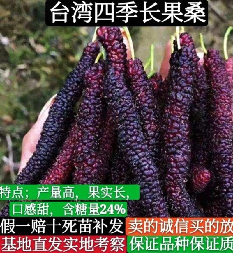桑果树苗，台湾长果桑苗，紫桑一号，无籽基地直发保活保质量