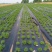 养心菜高钙菜苗鲜菜费菜费菜养心菜高钙菜养心菜种苗