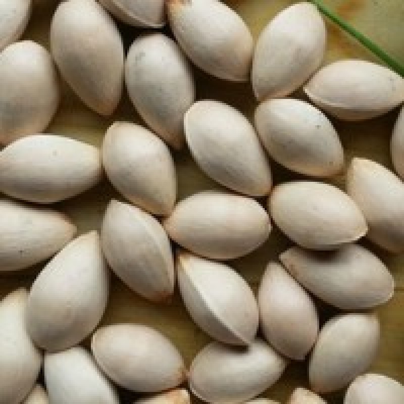今年新鲜果子实生树百年老树果子