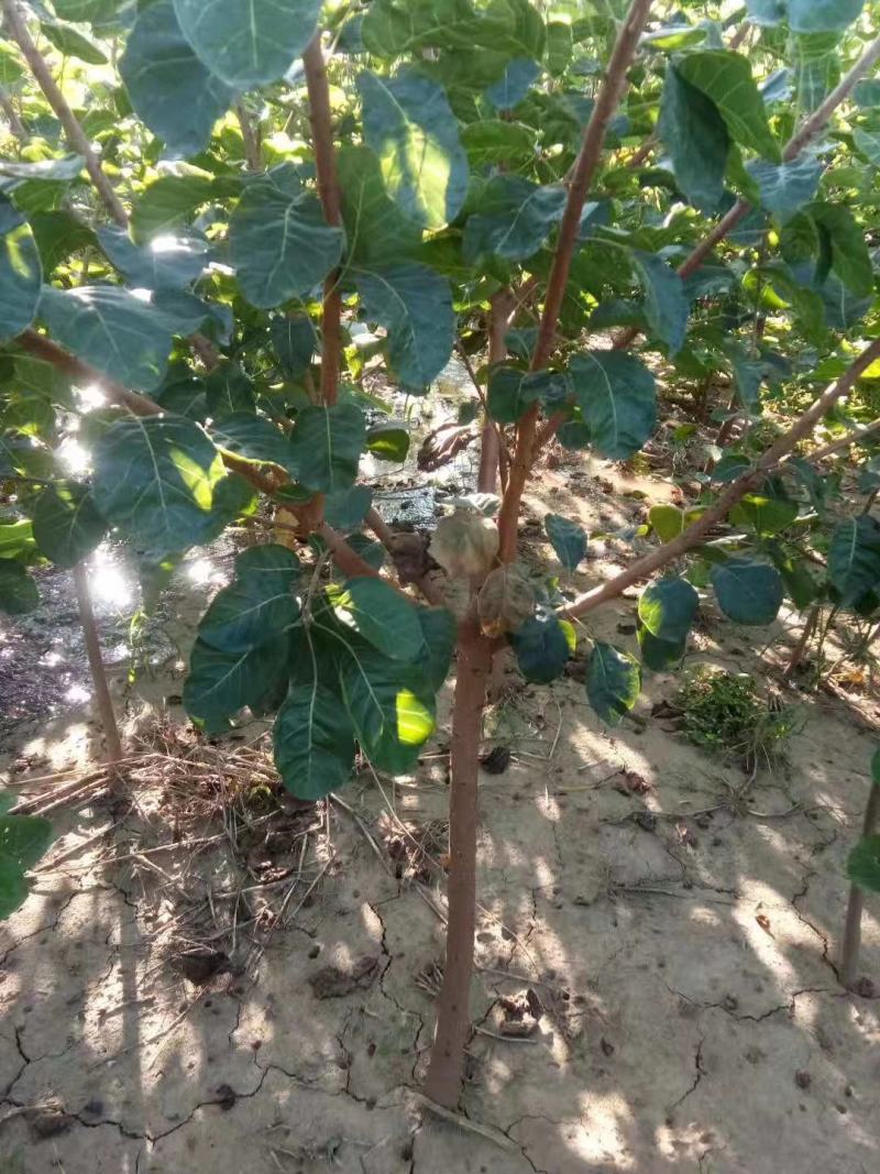 黄栌3456河北保定正宗黄栌基地丛生黄栌规格齐全树形美观