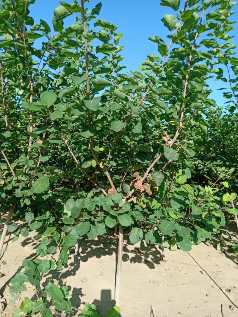 黄栌3456河北保定正宗黄栌基地丛生黄栌规格齐全树形美观