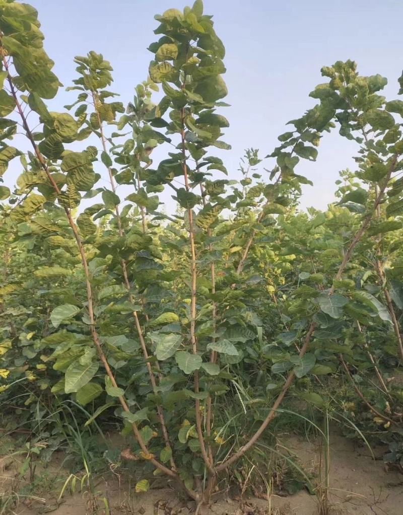 黄栌3456河北保定正宗黄栌基地丛生黄栌规格齐全树形美观