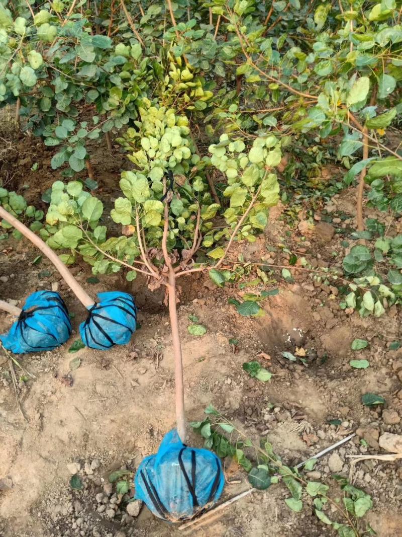 黄栌3456河北保定正宗黄栌基地丛生黄栌规格齐全树形美观