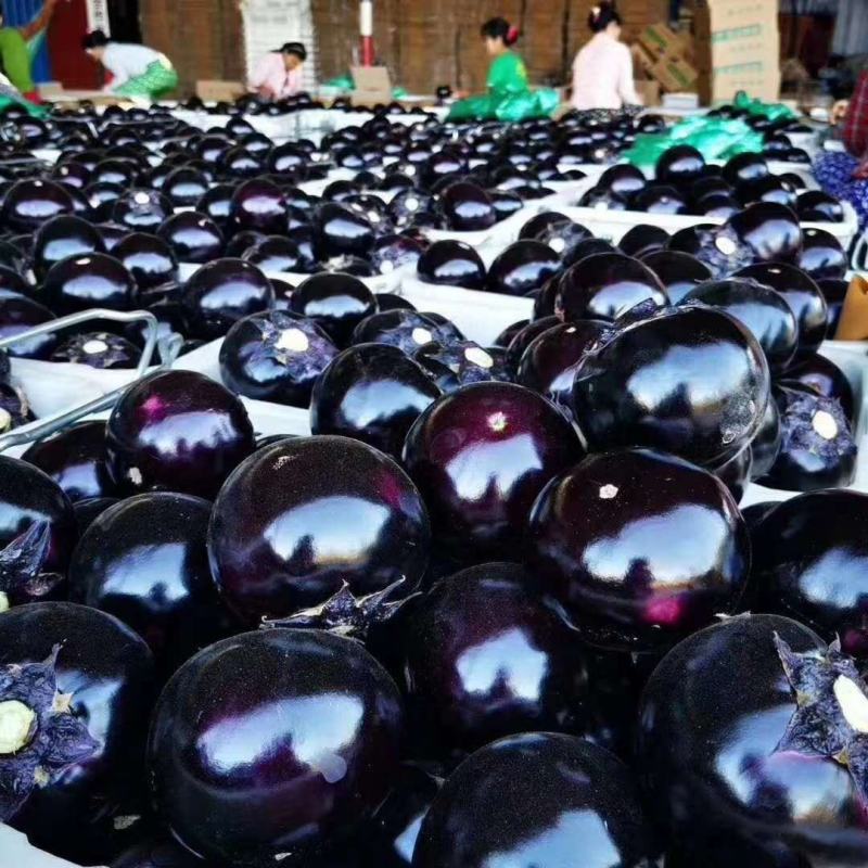 河北省饶阳冷棚《圆茄》大量上市中一手货源供应