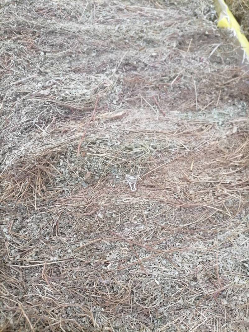 地锦草大货无霉变药厂货哦打件十吨欢迎联系