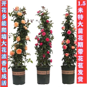 藤本月季蔷薇花苗四季开花大花浓香庭院阳台爬藤月季玫瑰花苗
