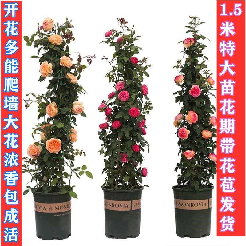 藤本月季蔷薇花苗四季开花大花浓香庭院阳台爬藤月季玫瑰花苗