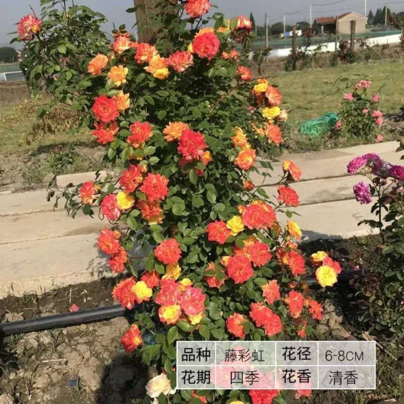 藤本月季蔷薇花苗四季开花大花浓香庭院阳台爬藤月季玫瑰花苗