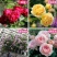 藤本月季蔷薇花苗四季开花大花浓香庭院阳台爬藤月季玫瑰花苗