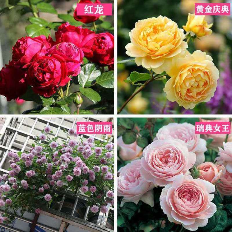 藤本月季蔷薇花苗四季开花大花浓香庭院阳台爬藤月季玫瑰花苗