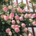 藤本月季蔷薇花苗四季开花大花浓香庭院阳台爬藤月季玫瑰花苗