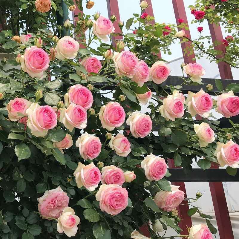 藤本月季蔷薇花苗四季开花大花浓香庭院阳台爬藤月季玫瑰花苗
