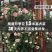 藤本月季蔷薇花苗四季开花大花浓香庭院阳台爬藤月季玫瑰花苗