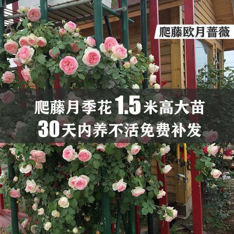 藤本月季蔷薇花苗四季开花大花浓香庭院阳台爬藤月季玫瑰花苗