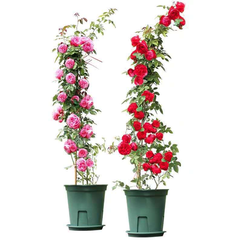 藤本月季蔷薇花苗四季开花大花浓香庭院阳台爬藤月季玫瑰花苗