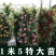 藤本月季蔷薇花苗四季开花大花浓香庭院阳台爬藤月季玫瑰花苗